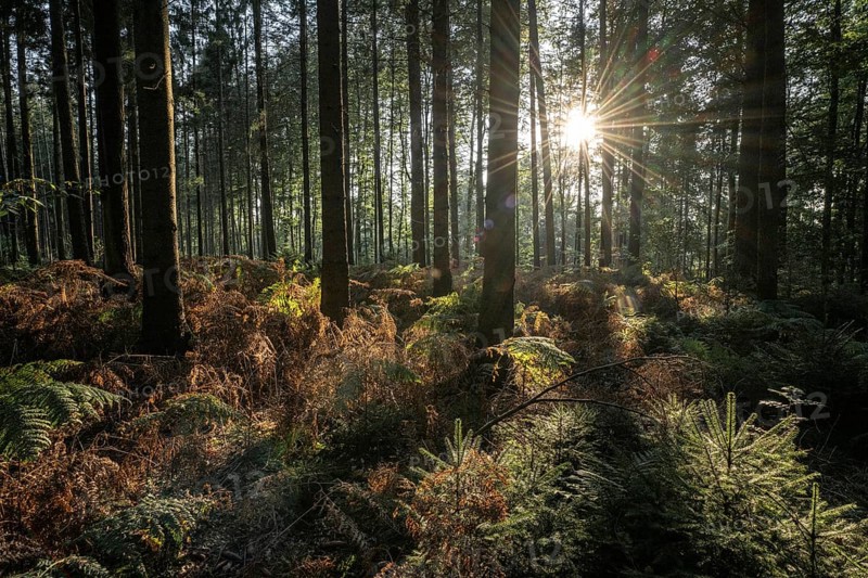 Bracken fern (Pteridium aquilinum) in spruce forest, Emsland, Lower Saxony, Germany, Europe