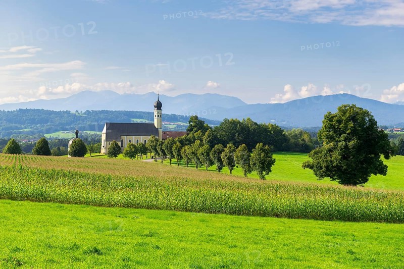 Pilgrimage church of St Marinus and Anian in Wilparting, cornfield, avenue, meadow, municipality of Irschenberg, Oberland, Upper Bavaria, Bavaria, Germany, Europe