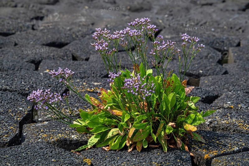 Common sea-lavender (Limonium vulgare) in flower on dyke, dike along the North Sea coast in summer, Zeeland, Netherlands