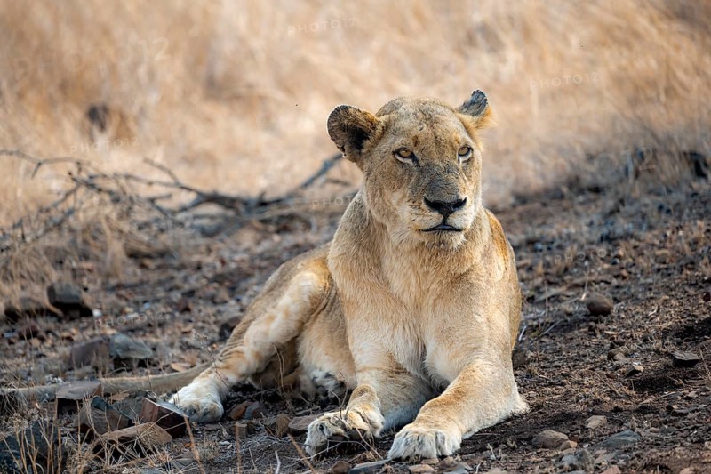Lion (Panthera leo), adult female, lying down, African savannah, Kruger National Park, South Africa, Africa