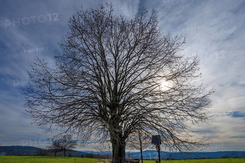 Leafless lime tree (Tilia) and Jesus cross backlit by the sun, Bühl, Upper Franconia, Bavaria, Germany, Europe