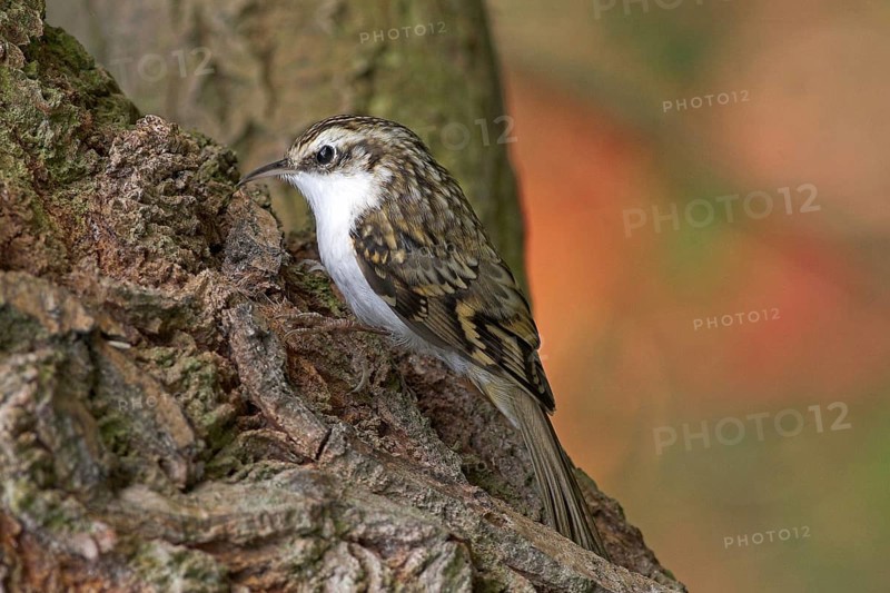 Woodcreeper, (Certhias familiaris)