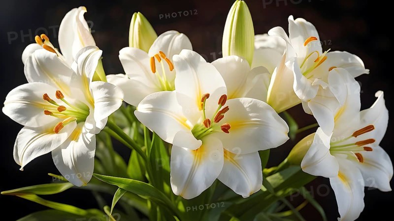 Blooming Easter lilies with soft white petals and a yellow center, bathed in gentle sunlight, AI generated