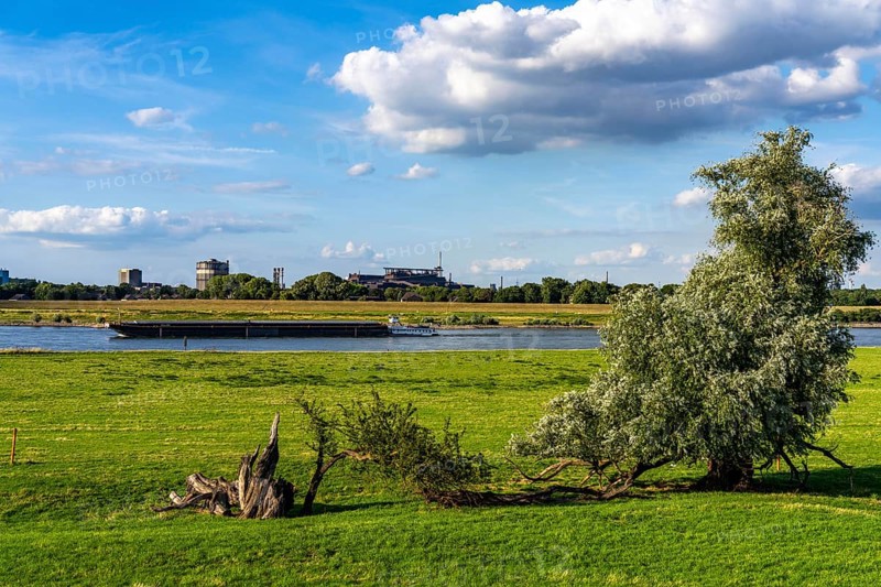 Rhine meadows near Duisburg-Baerl, on the other side of the Rhine the Thyssenkrupp Steel steelworks and Duisburg-Beeckerwerth, cargo ship, North Rhine-Westphalia, Germany, Europe