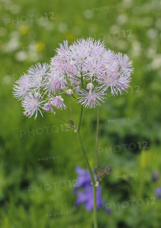 Greater meadow-rue (Thalictrum aquilegiifolium), North Rhine-Westphalia, Germany, Europe