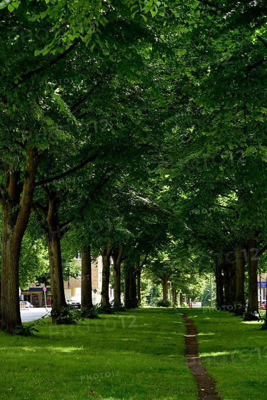 Europe, Germany, Hanseatic City of Hamburg, Altona district, Palmaille, footpath between the trees, avenue with lime trees, historic city centre, Europe