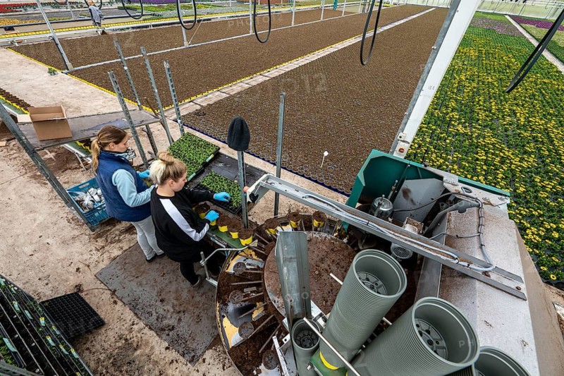 Horticultural business, greenhouse, young plants are potted, the potting soil is filled into the flower pots with a potting machine, employees place the young plants, balcony plants, ornamental plants, into the pots, they are then placed in beds to grow there, Straelen, North Rhine-Westphalia, Germany, Europe