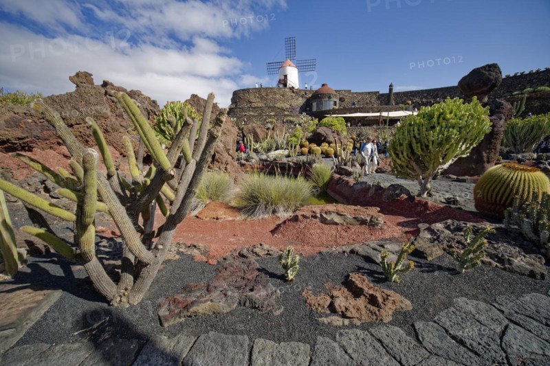 Cactus garden, Jardin de Cactus, designed by the artist César Manrique, behind the restored gofio mill, Lanzarote, Canary Islands, Canary Islands, Spain, Europe