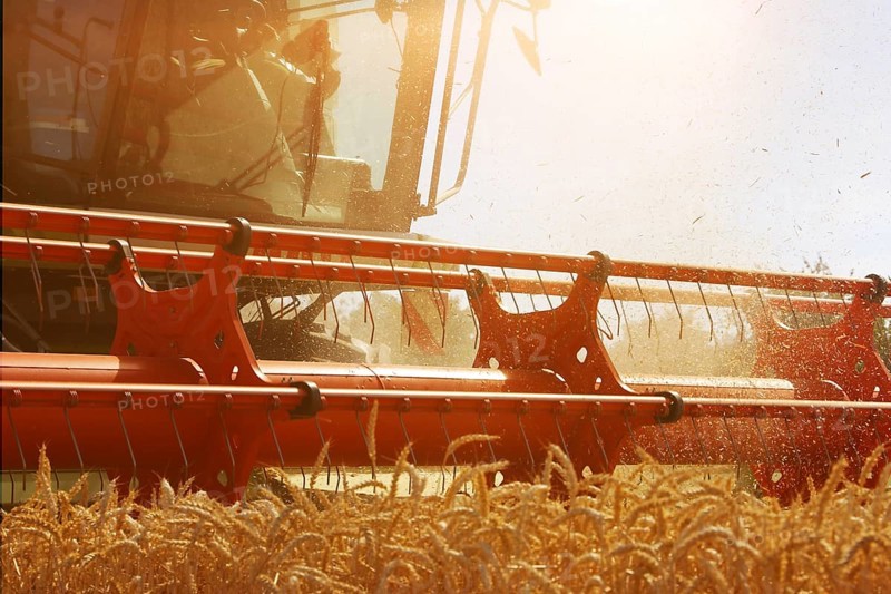 Harvesting grain with a combine harvester in a field near Ludwigshafen