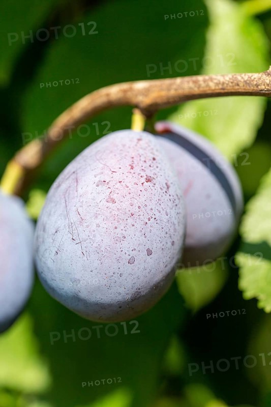 Ripe plums on the tree