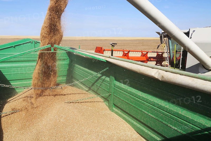 Grain harvest with combine harvester, the grain is unloaded