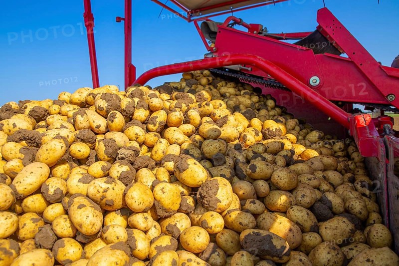 Farmer Hartmut Magin from Mutterstadt harvesting early potatoes in the Palatinate (Mutterstadt, Rhineland-Palatinate)
