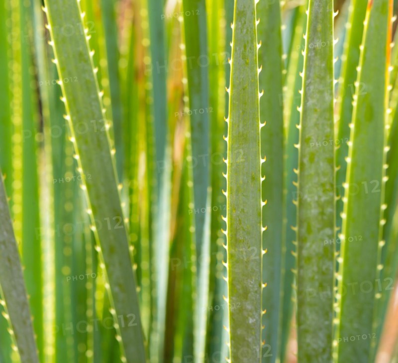 Smooth sotol or Desert Candle (Dasylirion leiophyllum), close-up of leaves with sharp edges and thorns, structure glistening in sunlight, prickly, spines, symbolic image of danger, risk, pain, injury, caution, warning, threat, risky, prohibition, warning, attention, daring, courage, vigilance, Majorca, Spain, Europe