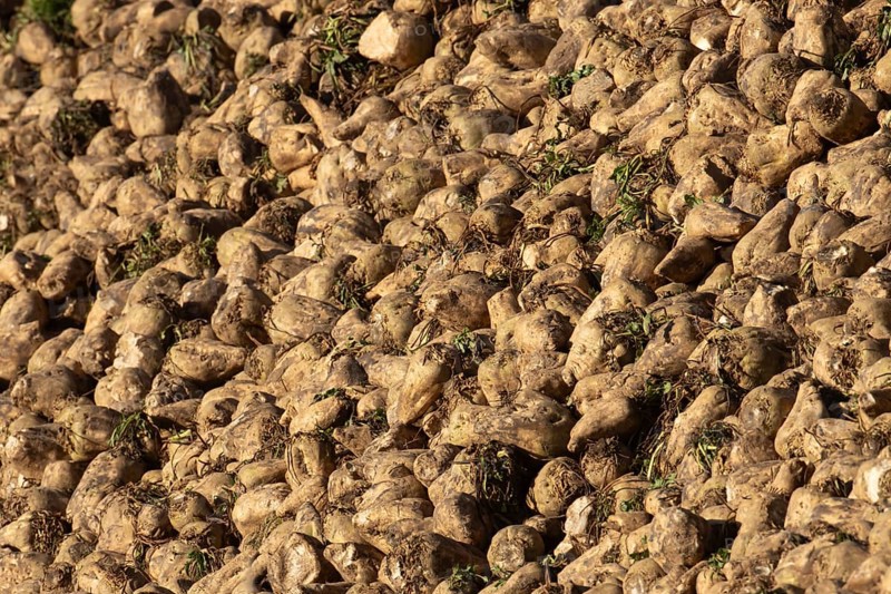 Sugar beet (Beta vulgaris) farm crop harvested roots in a pile or clamp, England, United Kingdom, Europe