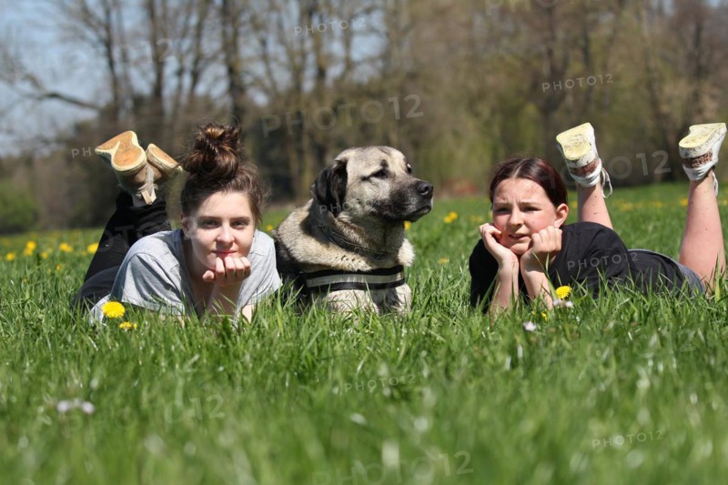 Kangal, Anatolian guard dog, lying with two girls in a dandelion (Taraxacum) Allgäu, Bavaria, Germany, Europe