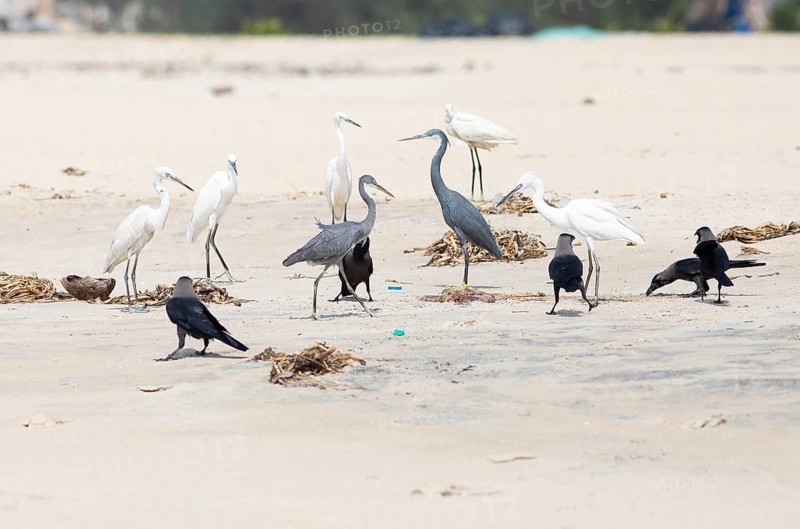 Great egret (Ardea alba, syn.: Casmerodius albus, Egretta alba), Western reef heron (Egretta gularis) and house crow (Corvus splendens) at Marari Beach or Strand, Mararikulam, Alappuzha district, Kerala, India, Asia