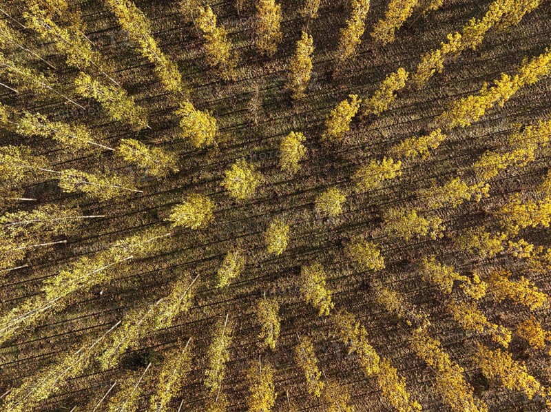 European Aspen (Populus tremula) in autumnal colours. Cultivated for timber. Aerial view. Drone shot. Granada province, Andalusia, Spain, Europe