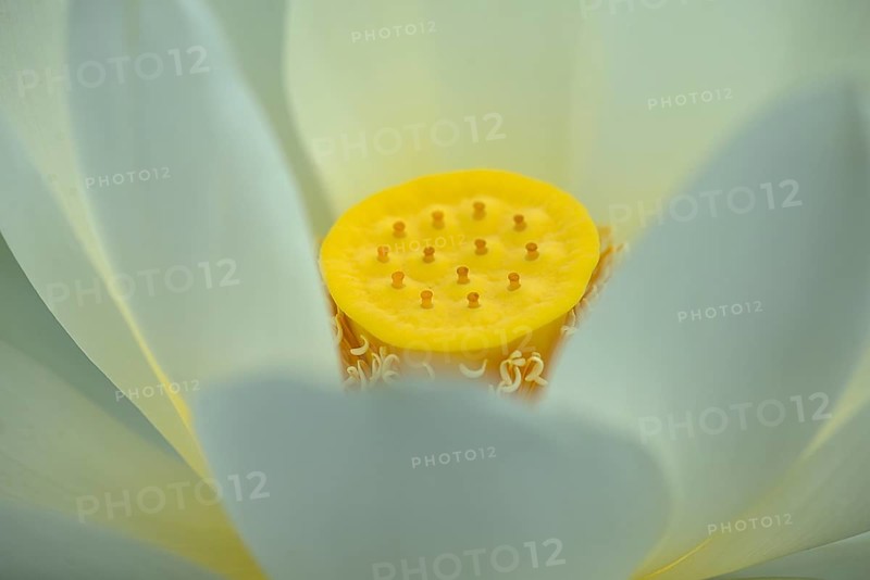 Seed capsule of a lotus (Nelumbo), Botanical Garden, Erlangen, Middle Franconia, Bavaria, Germany, Europe