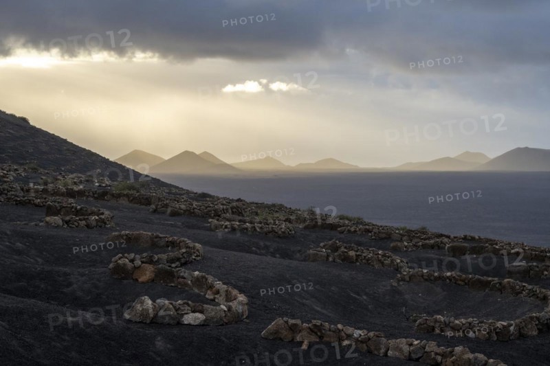 Grapevines growing in black volcanic soil in protected enclosed pits, La Geria, Lanzarote, Canary Islands, Spain, Europe