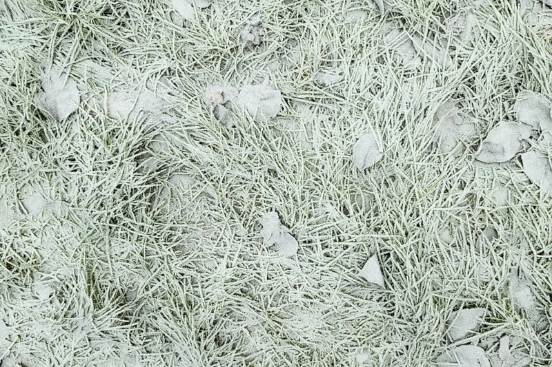 Leaves and grass covered with hoarfrost. Abstract floral background, garden and winter concept. Frost texture, close up, flat lay, top view