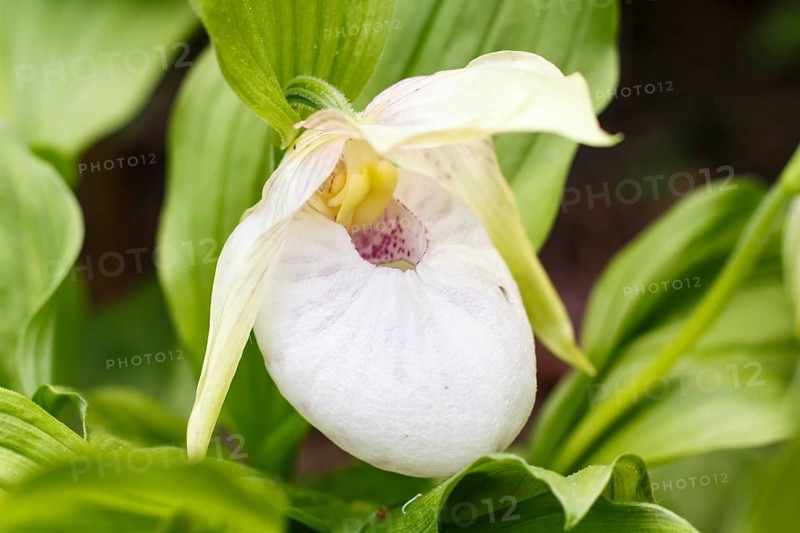 Beautiful orchids of different colors on green background in the garden. Lady's-slipper hybrids. Close up