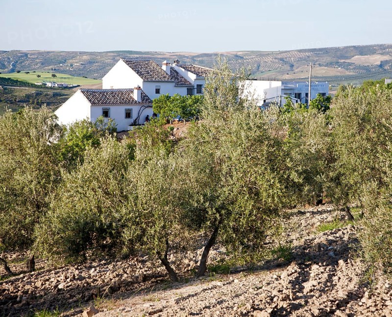 Olive trees whitewashed farmhouse in countryside, near Alhama de Granada, Spain, Europe