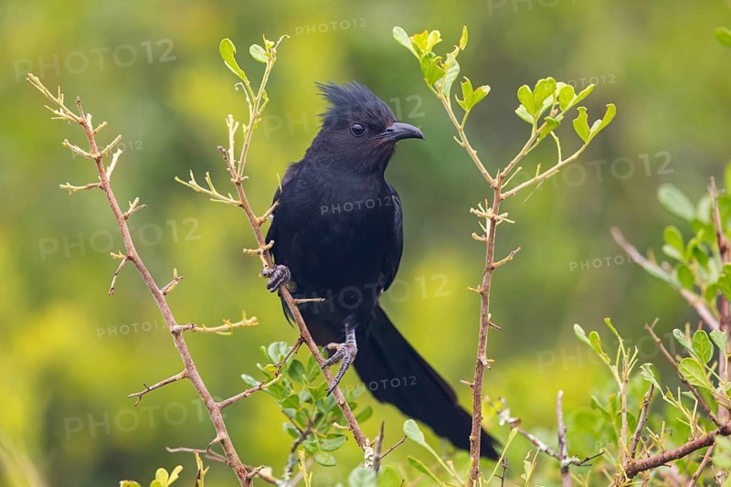 Jacobin cuckoo (Clamator jacobinus), (Oxylophus jacobin), Addo Elephant National Park, Addo, Western Cape, South Africa, Africa
