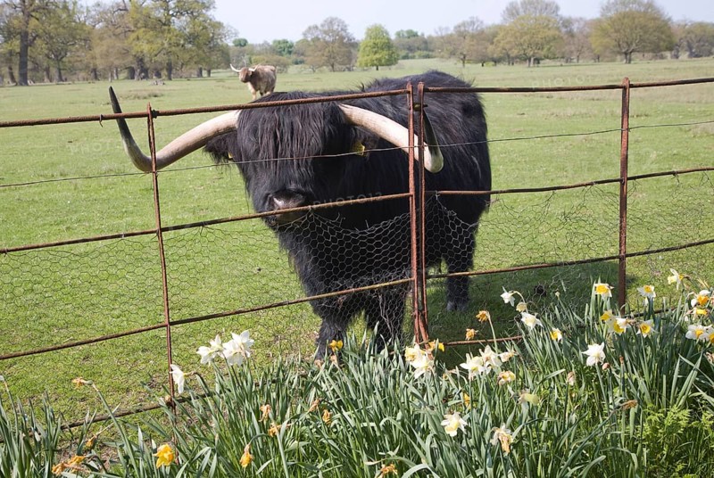 Longhorn Highland cattle at Helmingham Hall, Suffolk, England, United Kingdom, Europe