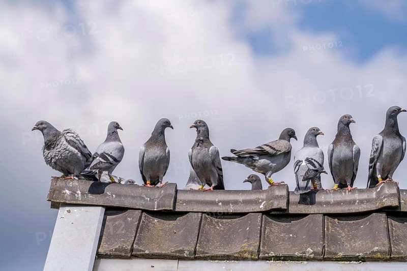 Carrier pigeons, on a pigeon loft, pigeon fancier, Mülheim, North Rhine-Westphalia, Germany, Europe