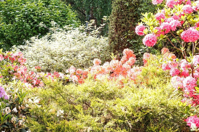 Decorative trees. shrubs and flowers in the garden: spruce, arborvitae, pine, fir, juniper, rhododendron. Beautiful landscape design