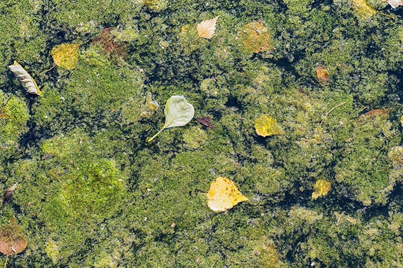 Texture of duckweed on the surface of the water