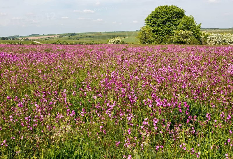 Red campion, Silene dioica, flowering chalk upland grassland Salisbury Plain, near Tilshead, Wiltshire, England, UK