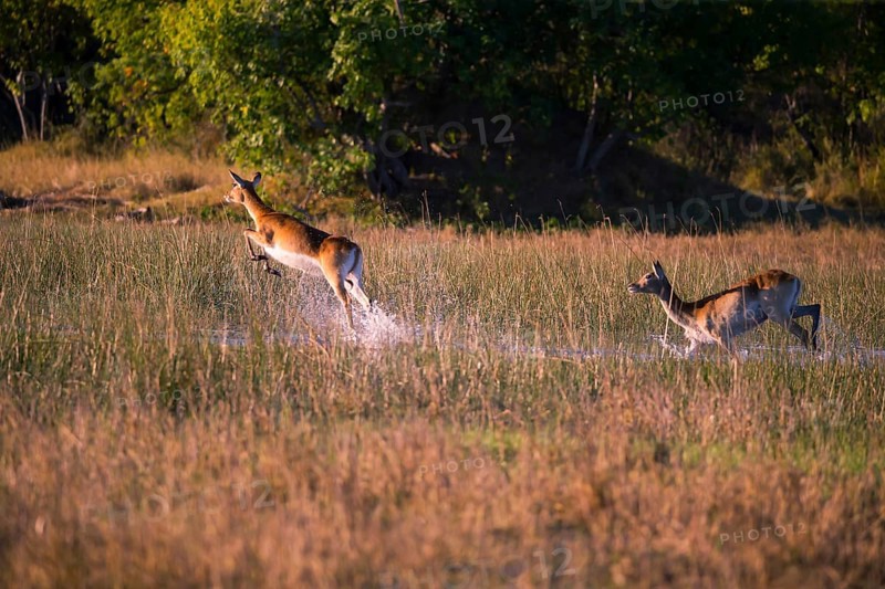 Red hartebeest (Kobus leche) ml, Okavango Delta, Botswana, Okavando Delta, Botswana, Africa