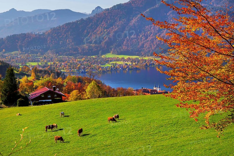 Mountain meadow with cows above the lake in autumn, Tegernsee, Tegernsee, Tegernseer Tal, Mangfall mountains, Bavarian Alps, Upper Bavaria, Bavaria, Germany, Europe
