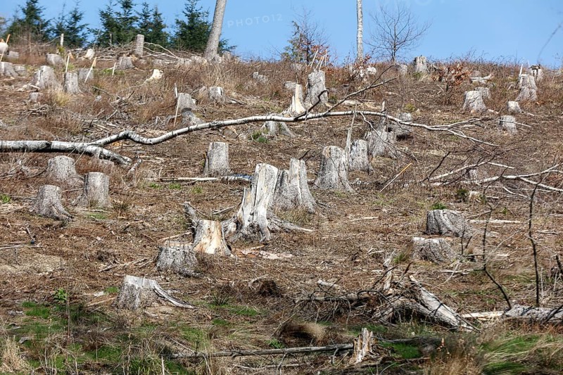 Deforested trees on the banks of the Granetal dam, Langelsheim, 07 04 2023