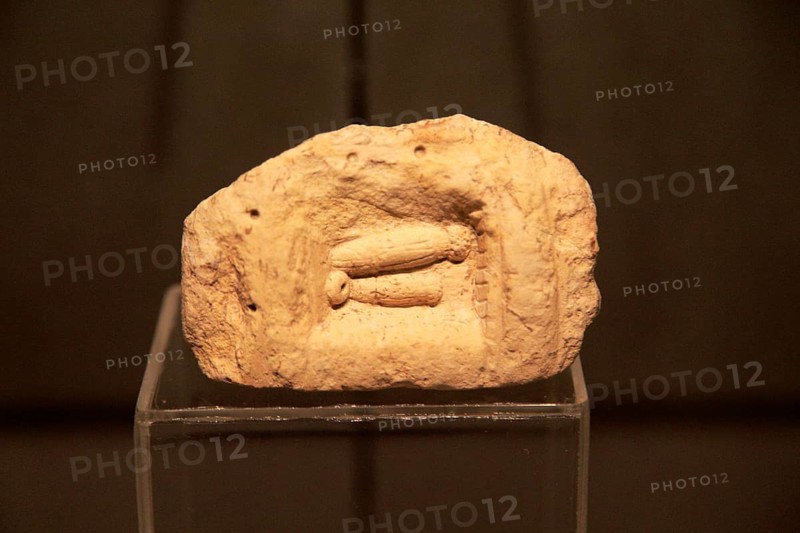 Carved stone penis shapes, National Museum of Archaeology, Valletta, Malta, Europe