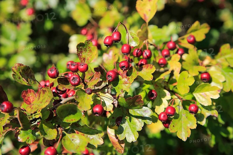 Close up of hawthorn berries growing on bush, Suffolk, England, UK