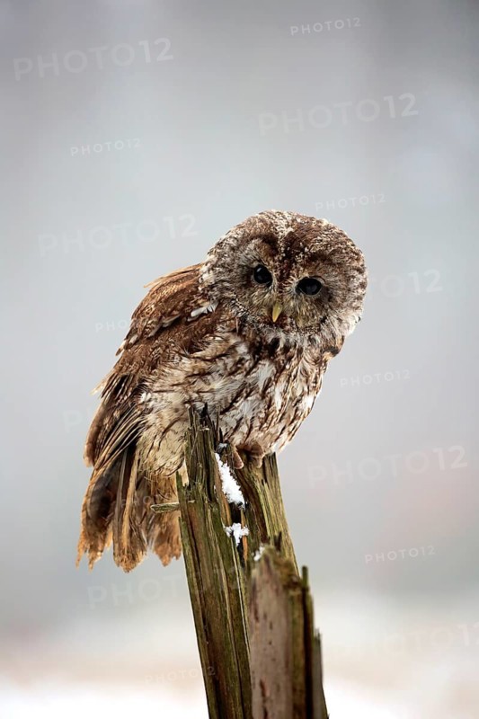 Tawny Owl (Strix aluco), adult in winter on a wait, Zdarske Vrchy, Bohemian-Moravian Highlands, Czech Republic, Europe