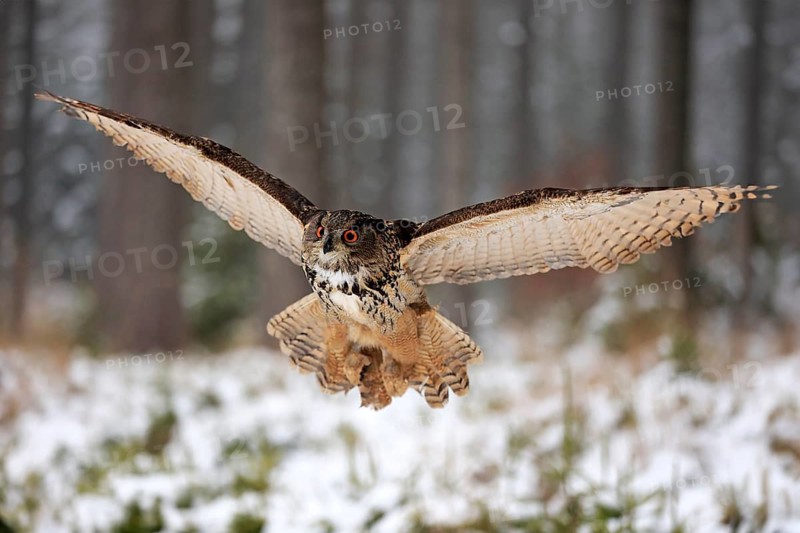 Eurasian Eagle-owl (Bubo bubo), adult flying in winter, in the snow, Zdarske Vrchy, Bohemian-Moravian Highlands, Czech Republic, Europe