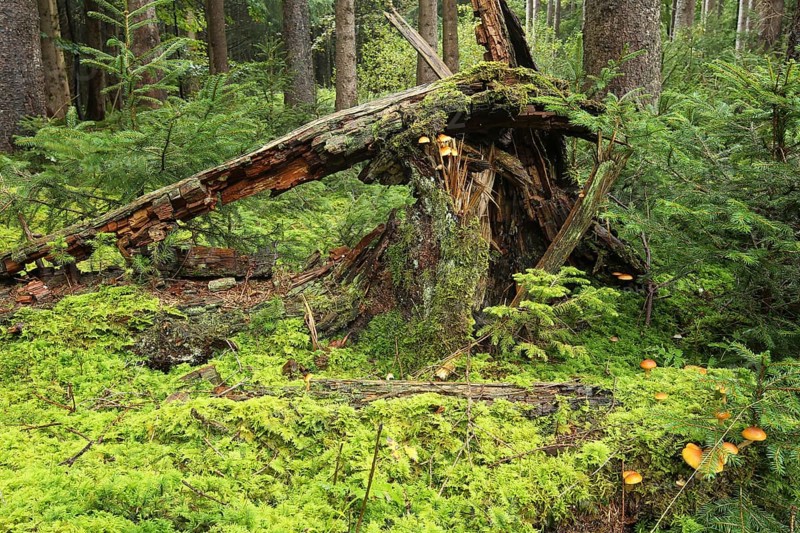 Dead wood, golden boletes (Suillus grevillei) growing from dead wood in the spruce forest (Picea) Allgäu, Bavaria, Germany, Allgäu/Bavaria, Germany, Europe