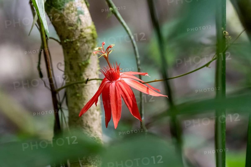 Flower of a red passion flower (Passiflora vitifolia) in the tropical rainforest, Corcovado National Park, Osa Peninsula, Puntarena Province, Costa Rica, Central America