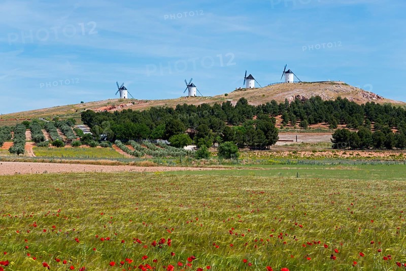 Several windmills on a hill with green fields and red flowers in the landscape under a blue sky, Alcazar de San Juan, Ciudad Real, Castilla-La Mancha, Route of Don Quixote, Spain, Europe