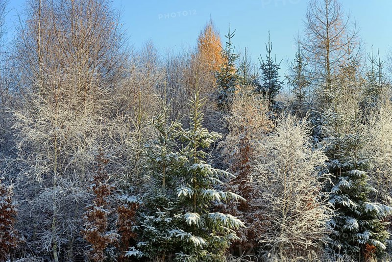 Winter landscape, mixed forest, spruce (Picea abies), birch (Betula), copper beech (Fagus sylvatica) and larch (Larix decidua), Arnsberg Forest nature park Park, North Rhine-Westphalia, Germany, Europe
