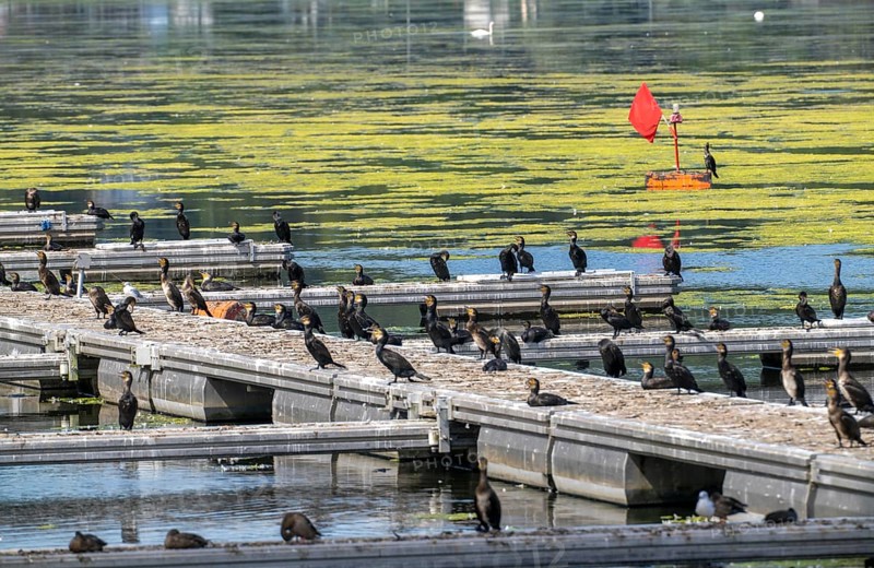 Lake Baldeney, Ruhr reservoir, cormorants and other birds, sitting on a jetty, Essen, North Rhine-Westphalia, Germany, Europe
