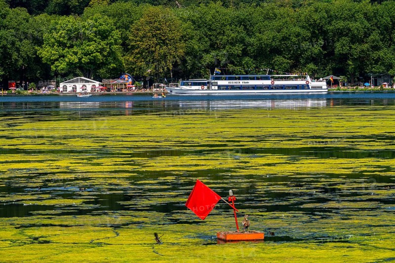 Green carpet of plants on Lake Baldeney in Essen, proliferating aquatic plant Elodea, waterweed, an invasive species, the fast-growing aquatic plant proliferates on large parts of the Ruhr reservoir, increased water temperatures accelerate growth, leisure boat traffic is severely impaired, White Fleet passenger ship, the navigation channel is kept clear, Essen, North Rhine-Westphalia, Germany, Europe