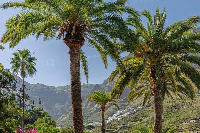 Valley of Agaete, Barranco de Agaete, Agaete, Gran Canaria, Canary Islands, Spain, Agaete, Gran Canaria, Canary Islands, Spain, Europe