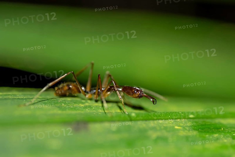 Snapping pine ant (Odontomachus sp.1) sitting on a leaf at night, at night in the tropical rainforest, Refugio Nacional de Vida Silvestre Mixto Bosque Alegre, Alajuela province, Costa Rica, Central America