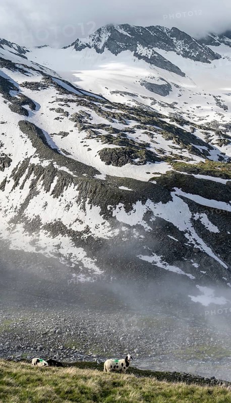 Sheep on a mountain meadow in front of a mountain landscape, high fog in the valley, behind mountain peak Dosso Largo and glacier Schlegeiskees, Berliner Höhenweg, Zillertal Alps, Tyrol, Austria, Europe