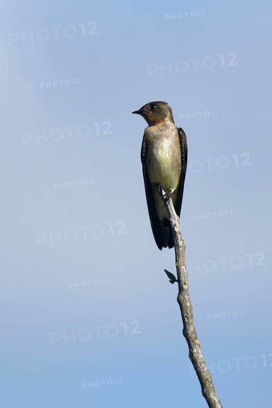 Southern Rough winged Swallow, Stelgidopteryx ruficollis ruficollis, Amazon Basin, Brazil, South America