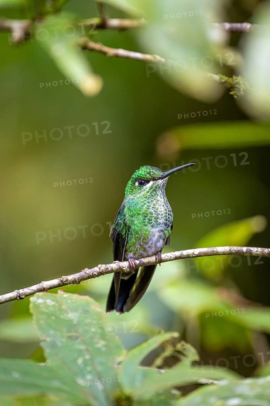 Green-fronted Brilliant Hummingbird (Heliodoxa jacula) sitting on a branch, Monteverde Cloud Forest, Monte Verde, Costa Rica, Central America